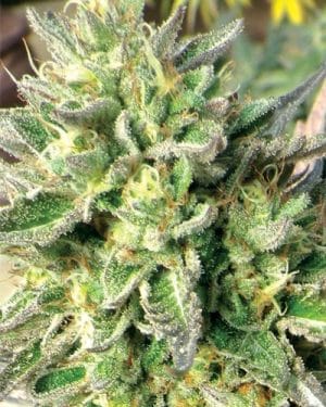 ChemDawg