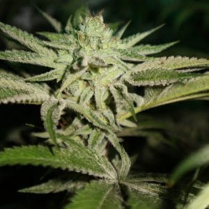 ChemHead OG