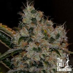 Chem 91
