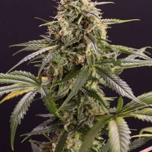 Chem-Bomb Auto from Humboldt Seed Organisation