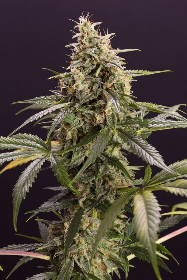 Chem-Bomb Auto from Humboldt Seed Organisation