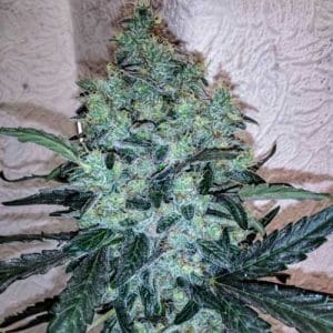 Chem Toffees by Holy Smoke Seeds – Body Stone – Guaranteed female plants – 12/12 Photoperiod – image 1 – Seed City