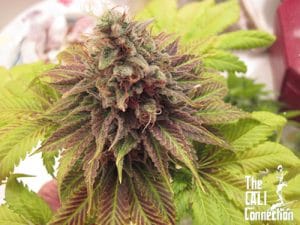 Chem Valley Kush
