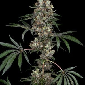 Chemberries cannabis seeds – 12/12 Photoperiod – Short (up to 80cm) – Super Strength – image 1 from Seed City