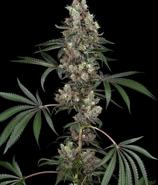 Chemberries cannabis seeds – 12/12 Photoperiod – Short (up to 80cm) – Super Strength – image 1 from Seed City