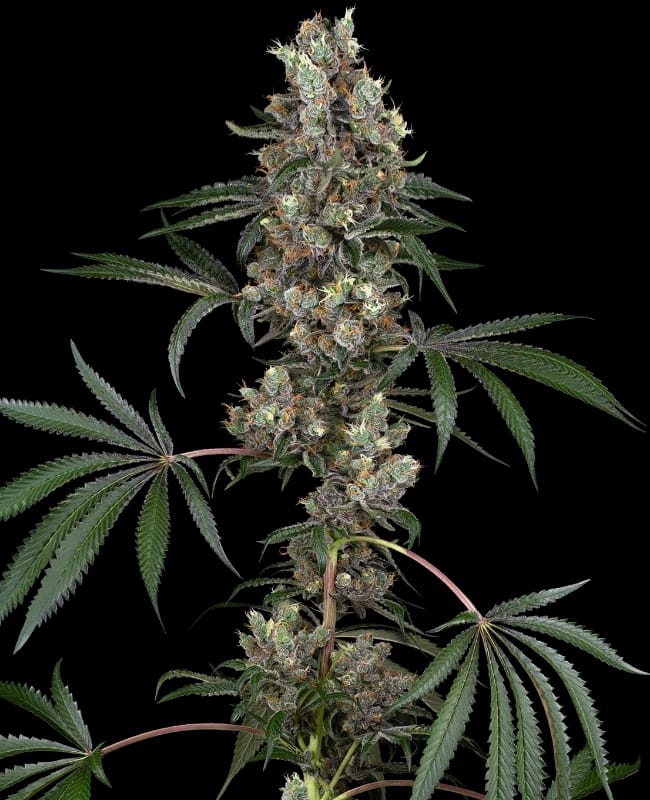 Chemberries cannabis seeds – 12/12 Photoperiod – Short (up to 80cm) – Super Strength – image 1 from Seed City