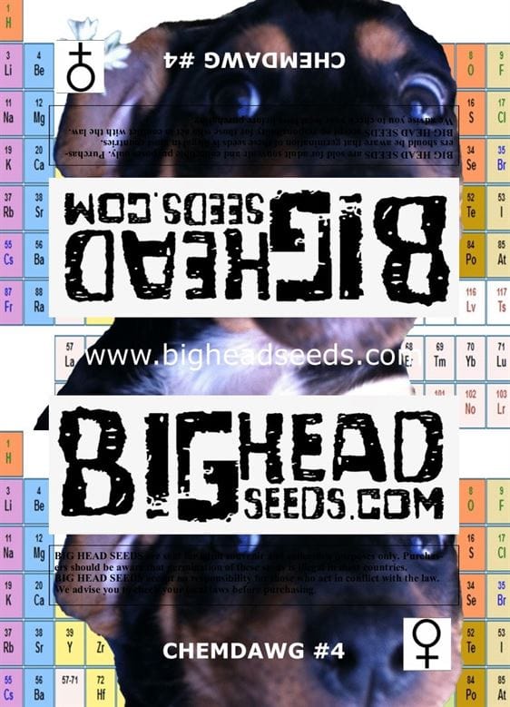 Chemdawg #4 by Big Head Seeds – Euphoric – Mostly Indica – 12/12 Photoperiod – image 1 – Seed City