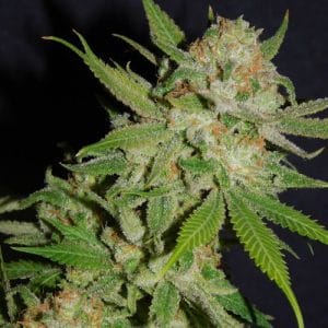 Chemdawg #4