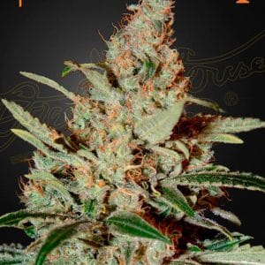 Image 1 of Chemdog cannabis by Green House Seeds – 12/12 Photoperiod – Super Strength – Outdoor cultivation – Seed City
