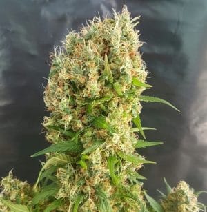 Chemdog Gorilla