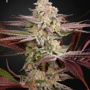 Chemical Bride cannabis seeds – Body Stone – Mostly Indica – 12/12 Photoperiod – image 1 from Seed City