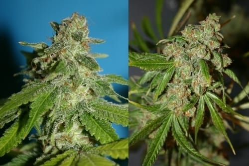 Chemmy Jones by Connoisseur Genetics – Outdoor cultivation – 12/12 Photoperiod – Regular – image 2 – Seed City
