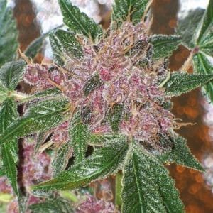 Cherries Jubilee
