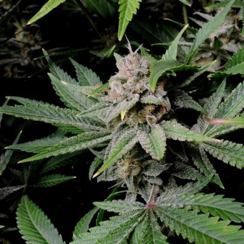Cherry Cola Auto cannabis seeds – 50% Indica/50% Sativa – Auto-Flowering – Feminized – image 7 from Seed City