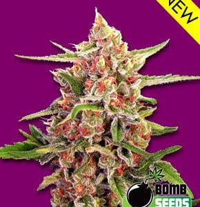 Cherry Bomb from Bomb Seeds