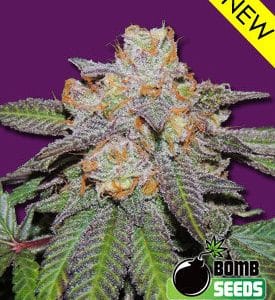 Short (up to 80cm) – The End of September – Relaxing – Cherry Bomb Auto strain – image 1 – from Bomb Seeds via Seed City