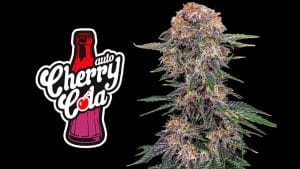 Cherry Cola Auto