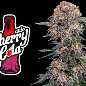 Cherry Cola Auto cannabis seeds – Stress Relief – Tall (140cm plus) – 50% Indica/50% Sativa – image 1 from Seed City