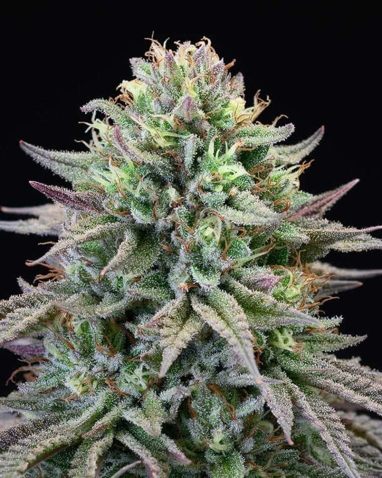 Cherry Cooks cannabis seeds – Feminized – 12/12 Photoperiod – Indoor – image 1 from Seed City