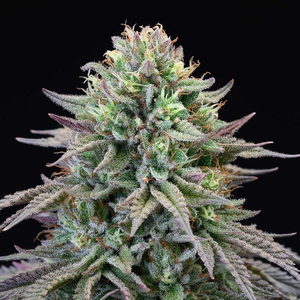 Cherry Cooks 大麻の種子 | Cookies Seed Bank | Seed City
