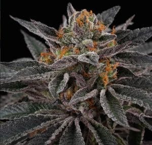 Cherry Crisp