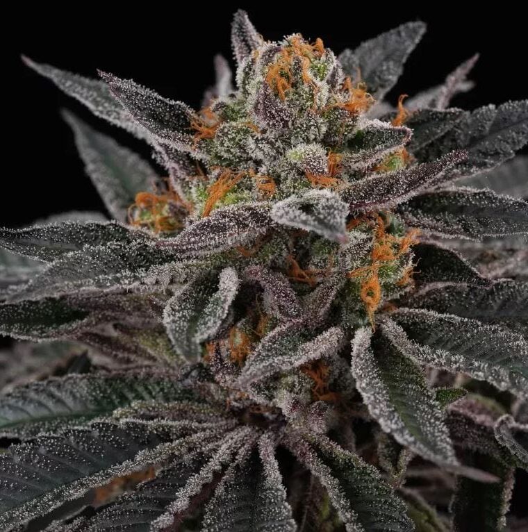 Cherry Crisp from Perfect Tree Seeds