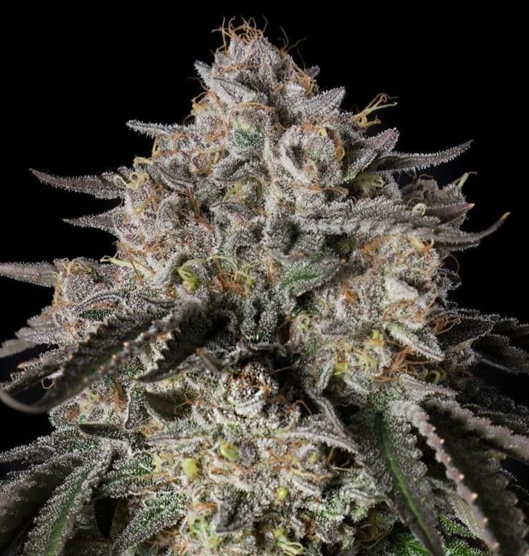 Cherry Essence by Silent Seeds – Tall (140cm plus) – Large yield – Indica Dominant – image 1 – Seed City