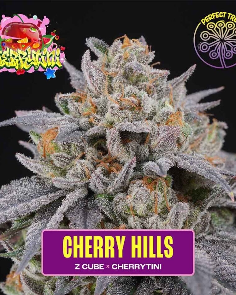 Cherry Hills cannabis seeds – Indoor-friendly – 50% Indica/50% Sativa – 12/12 Photoperiod – image 1 from Seed City