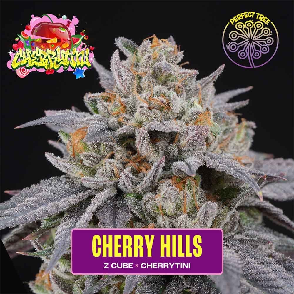 【美苗大株】パリー Cherry Hills Cannabis Seeds | Perfect Tree Seeds