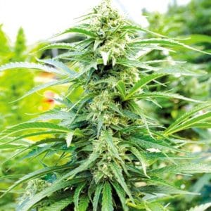 Cherry OG from Emerald Triangle Seeds
