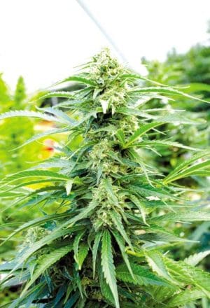 Cherry OG