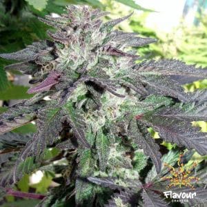 Cherry Pie cannabis seeds – Suited for indoor growing – Migraine Relief – 12/12 Photoperiod – image 1 from Seed City