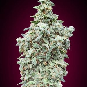 Cherry Pie cannabis seeds – Good for outdoor grow – Middle of September – Indica-heavy – image 1 from Seed City