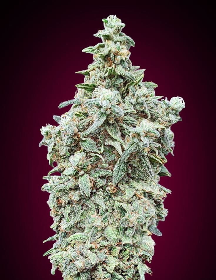 Cherry Pie cannabis seeds – Good for outdoor grow – Middle of September – Indica-heavy – image 1 from Seed City