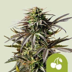 Image 1 of Cherry Pie Auto cannabis by Royal Queen Seeds – Cerebral – Indica-heavy – Indoor – Seed City