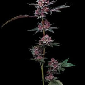 Cherry Poppers by Barneys Farm Seeds – Outdoor – Earthy – 12/12 Photoperiod – image 1 – Seed City