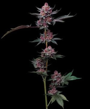 Cherry Poppers