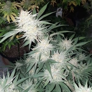 Cherry Punch