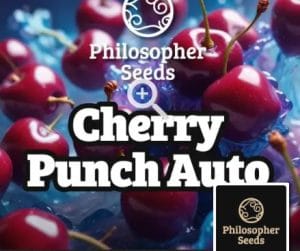 Cherry Punch Auto
