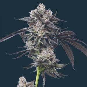 Cherry Runtz by Mavericks Genetics – Indoor – Female seeds – 12/12 Photoperiod – image 1 – Seed City