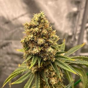 Cherry Zoap Auto cannabis – image 1 – Seed City
