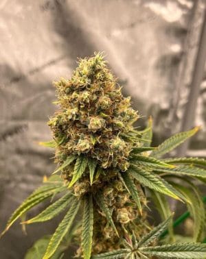 Cherry Zoap Auto