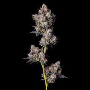Cherry Zolato