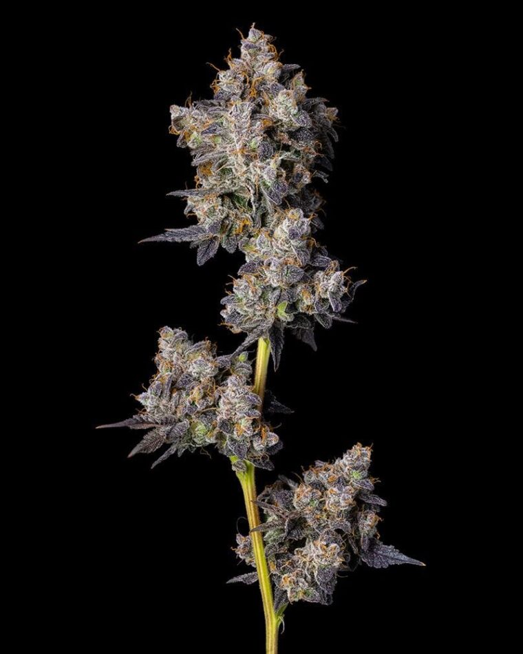 Cherry – Outdoor – Feminized – Cherry Zolato strain – image 1 – from Cookies Seed Bank via Seed City