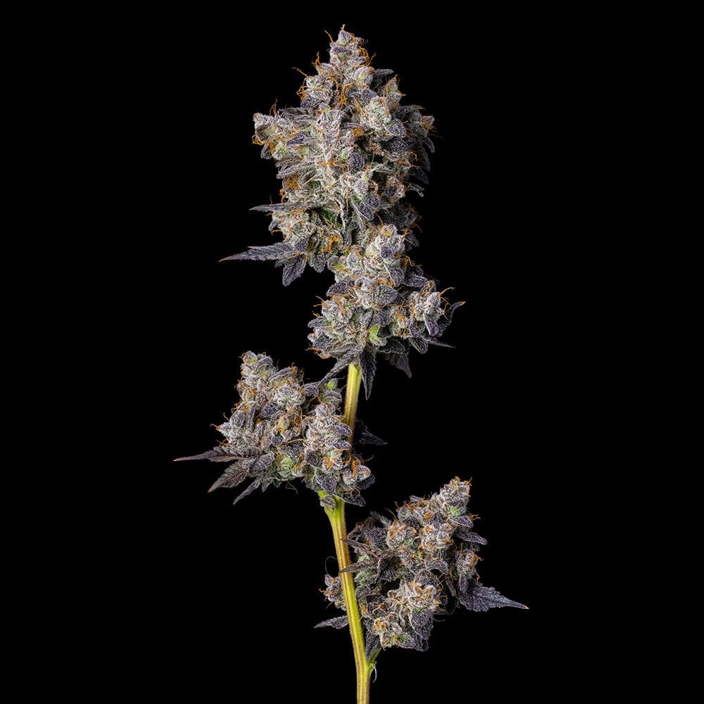Cherry – Outdoor – Feminized – Cherry Zolato strain – image 1 – from Cookies Seed Bank via Seed City