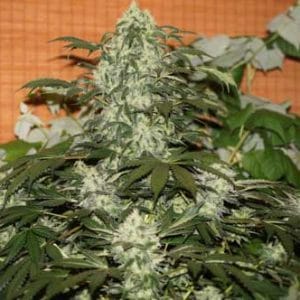 Chewmana cannabis seeds – Insomnia – Indoor – 12/12 Photoperiod – image 1 from Seed City