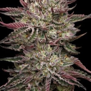 Chicken NWafflez from Humboldt Seed Company