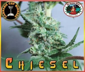 Chiesel