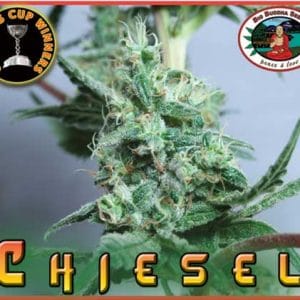 Indoor – 12/12 Photoperiod – Feminized – Chiesel strain – image 1 – from Big Buddha Seeds via Seed City