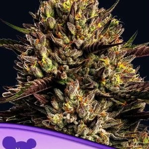 Chimera Cut by Anesia Seeds – Mostly Indica – Female seeds – Outdoor – image 1 – Seed City